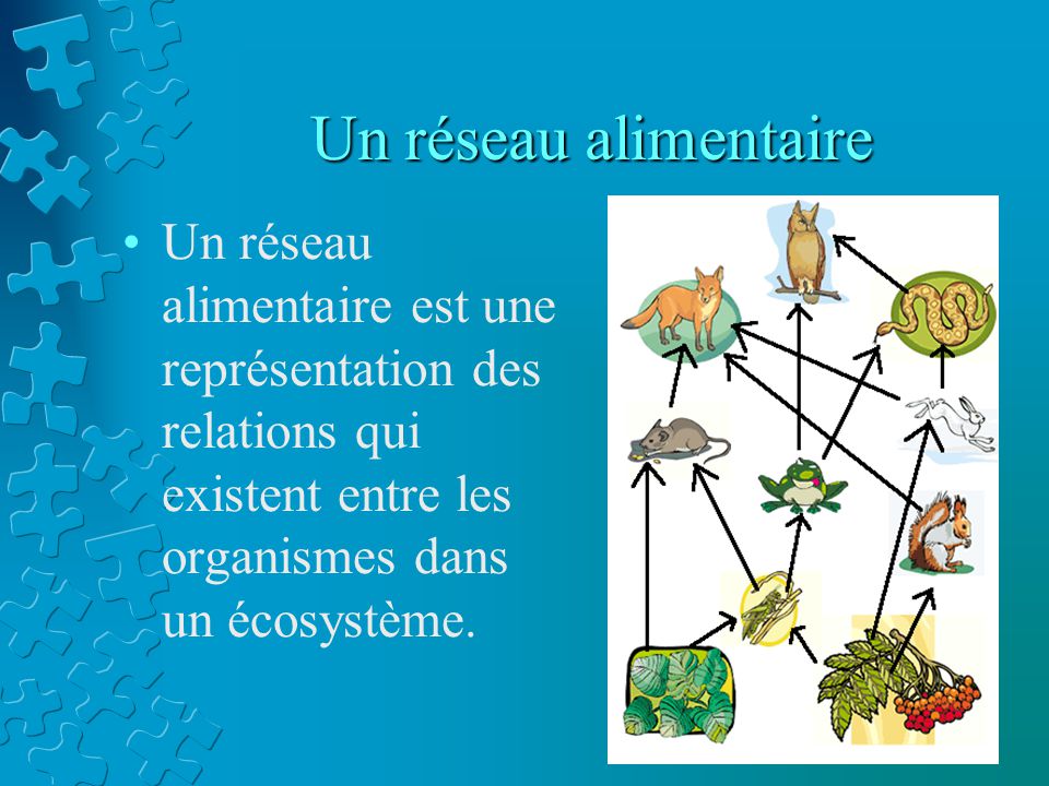 Un réseau alimentaire Un réseau alimentaire est une représentation des relations qui existent entre les organismes dans un écosystème.
