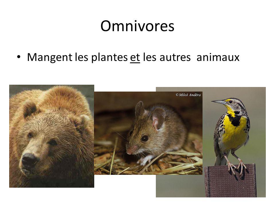 Omnivores Mangent les plantes et les autres animaux 16