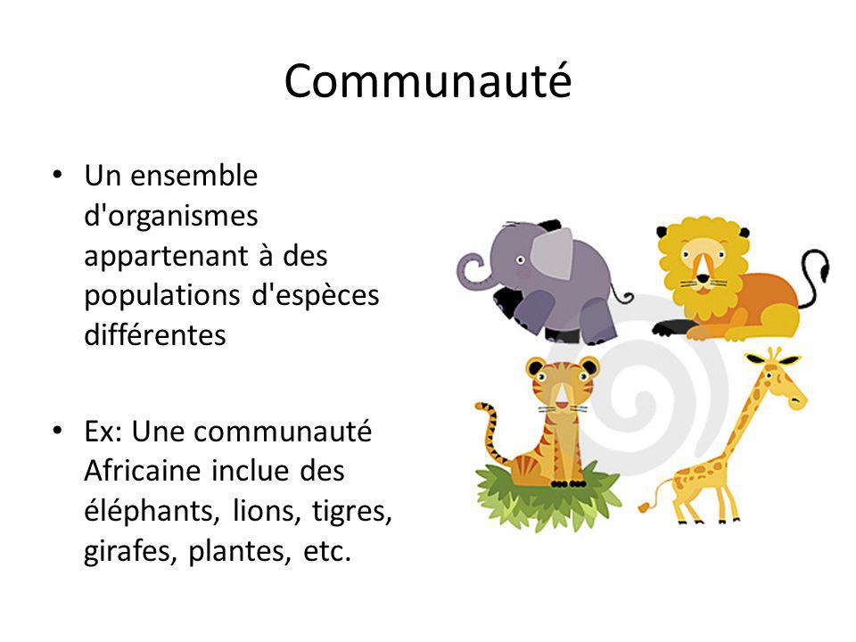 Communauté Un ensemble d organismes appartenant à des populations d espèces différentes.