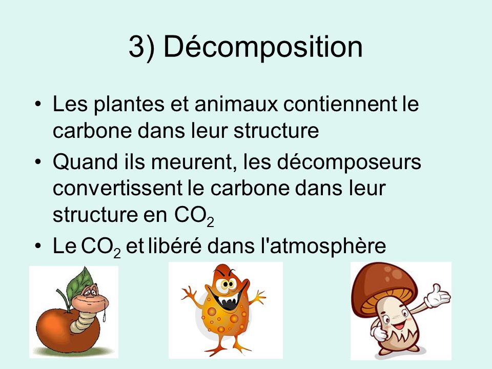 3) Décomposition Les plantes et animaux contiennent le carbone dans leur structure.