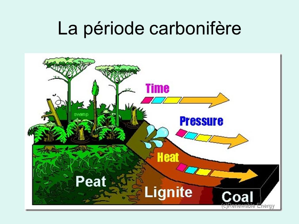 La période carbonifère