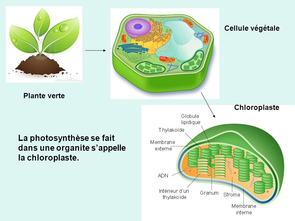 La photosynthèse se fait dans une organite s’appelle la chloroplaste.