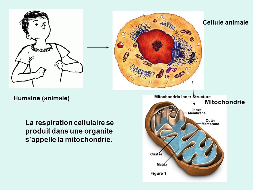 Cellule animale Humaine (animale) Mitochondrie.