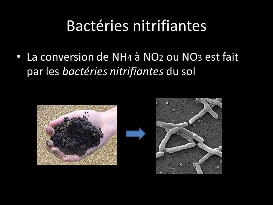 Bactéries nitrifiantes