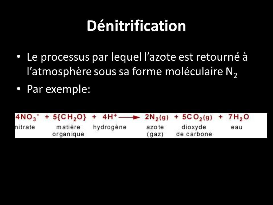 Dénitrification Le processus par lequel l’azote est retourné à l’atmosphère sous sa forme moléculaire N2.