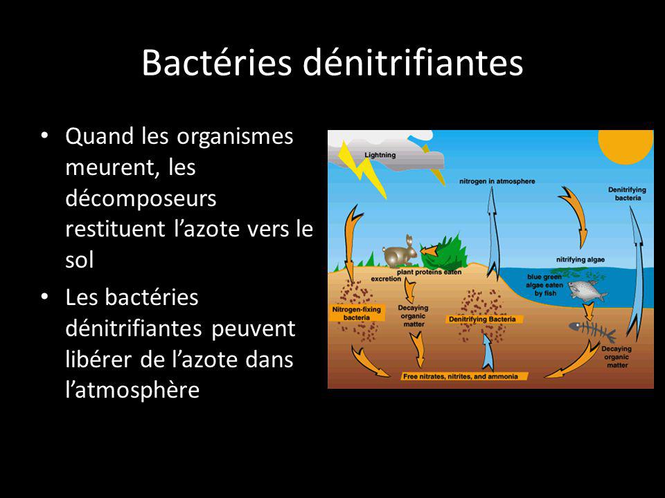 Bactéries dénitrifiantes