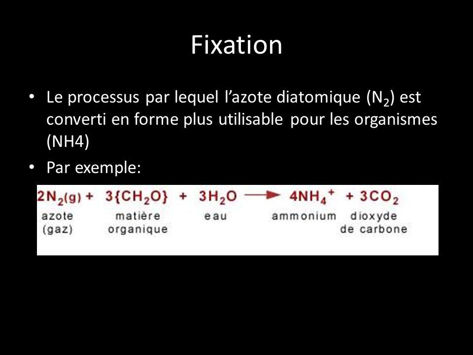 Fixation Le processus par lequel l’azote diatomique (N2) est converti en forme plus utilisable pour les organismes (NH4)