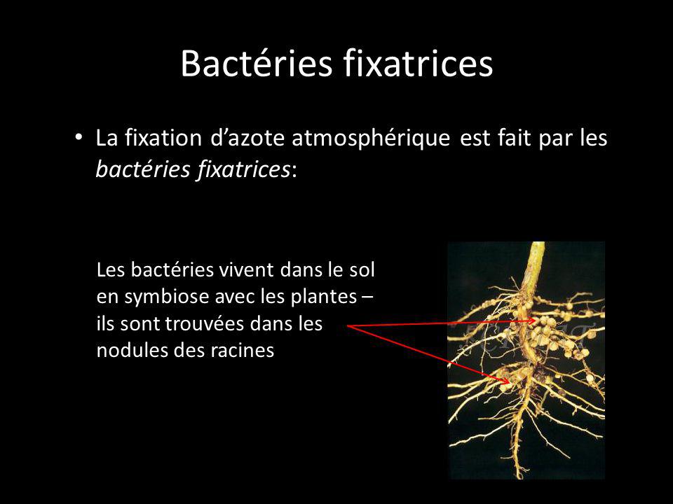 Bactéries fixatrices La fixation d’azote atmosphérique est fait par les bactéries fixatrices: