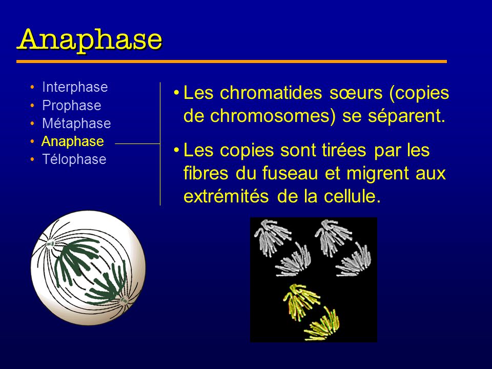 Anaphase Les chromatides sœurs (copies de chromosomes) se séparent.