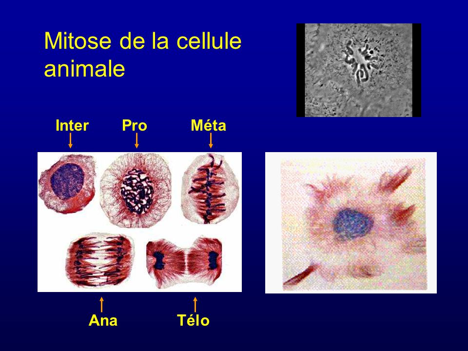 Mitose de la cellule animale Inter Pro Méta Ana Télo