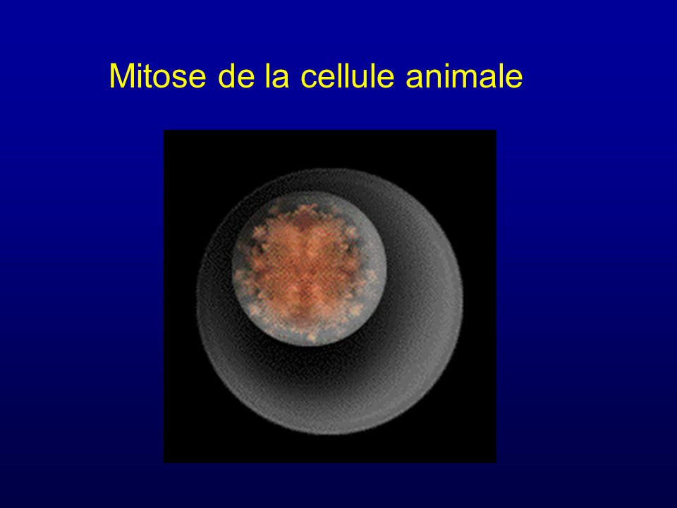 Mitose de la cellule animale