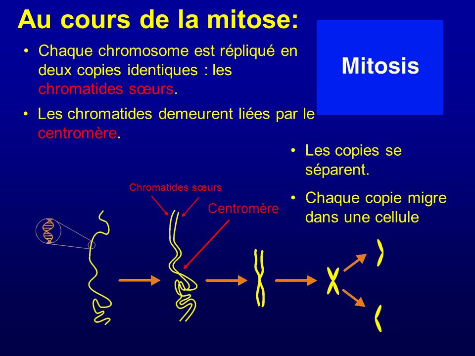Au cours de la mitose: Chaque chromosome est répliqué en deux copies identiques : les chromatides sœurs.