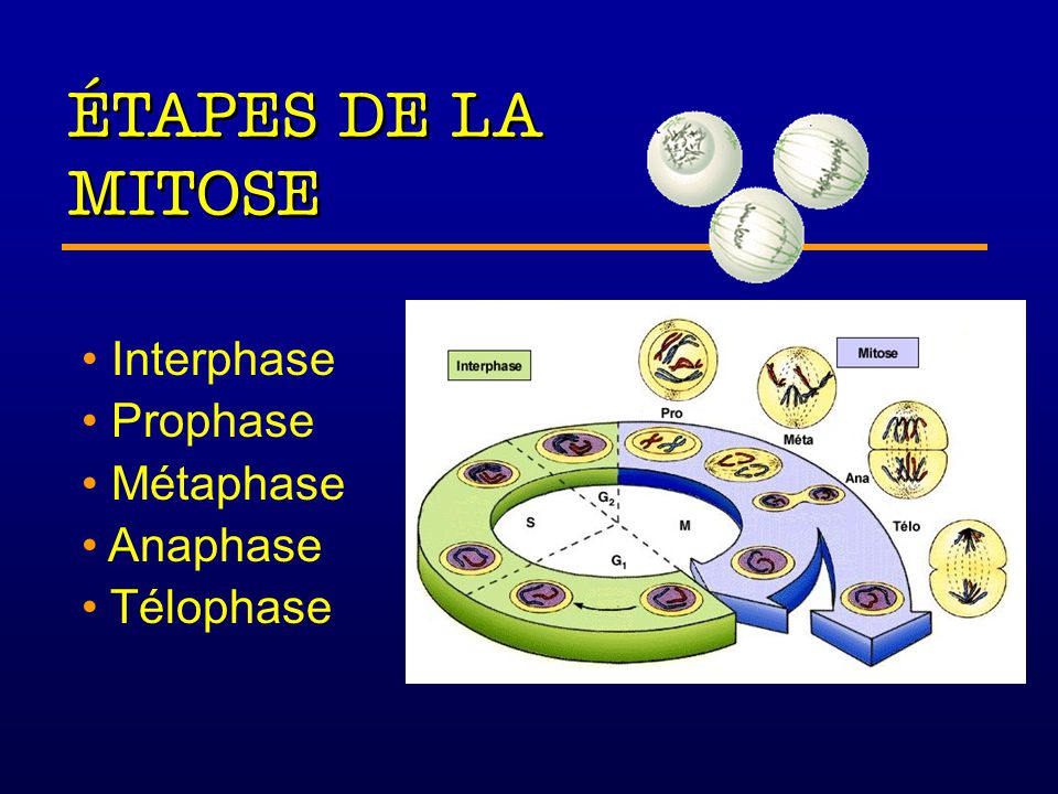 ÉTAPES DE LA MITOSE Interphase Prophase Métaphase Anaphase Télophase