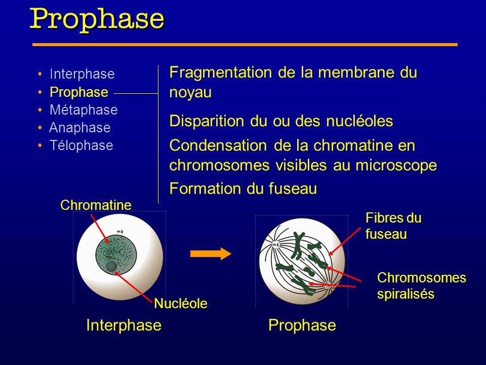 Prophase Fragmentation de la membrane du noyau
