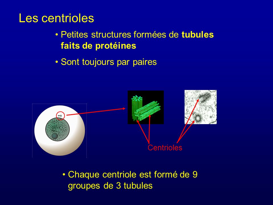 Les centrioles Petites structures formées de tubules faits de protéines. Sont toujours par paires.
