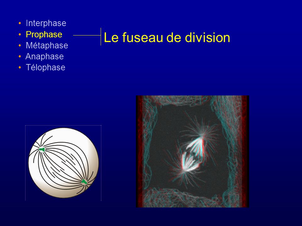 Interphase Prophase Métaphase Anaphase Télophase Le fuseau de division