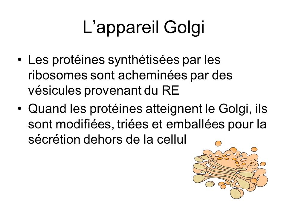 L’appareil Golgi Les protéines synthétisées par les ribosomes sont acheminées par des vésicules provenant du RE.