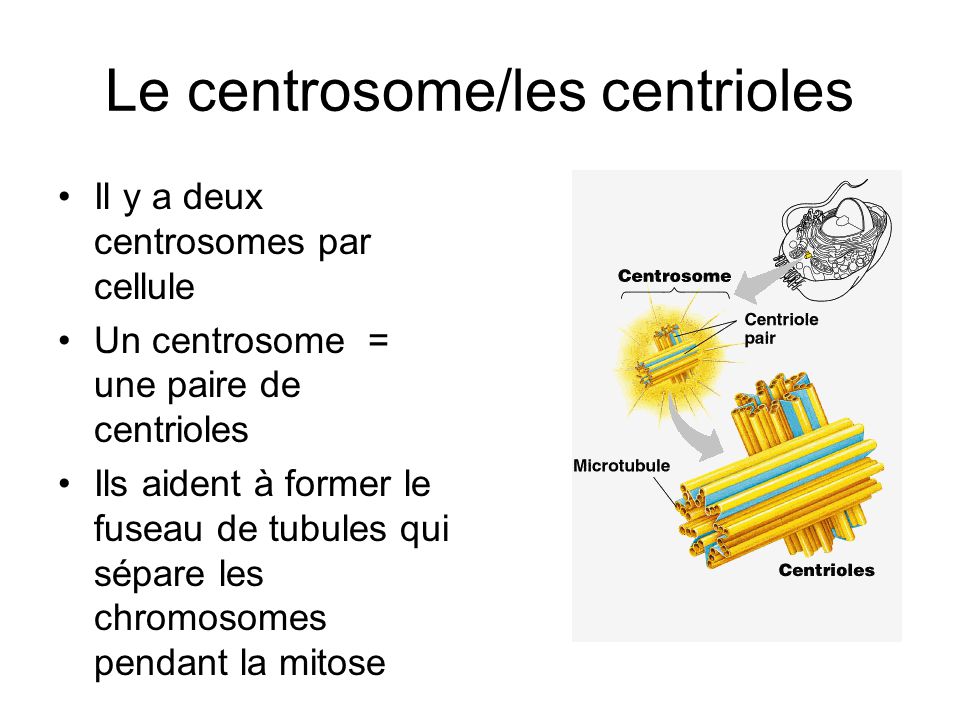 Le centrosome/les centrioles