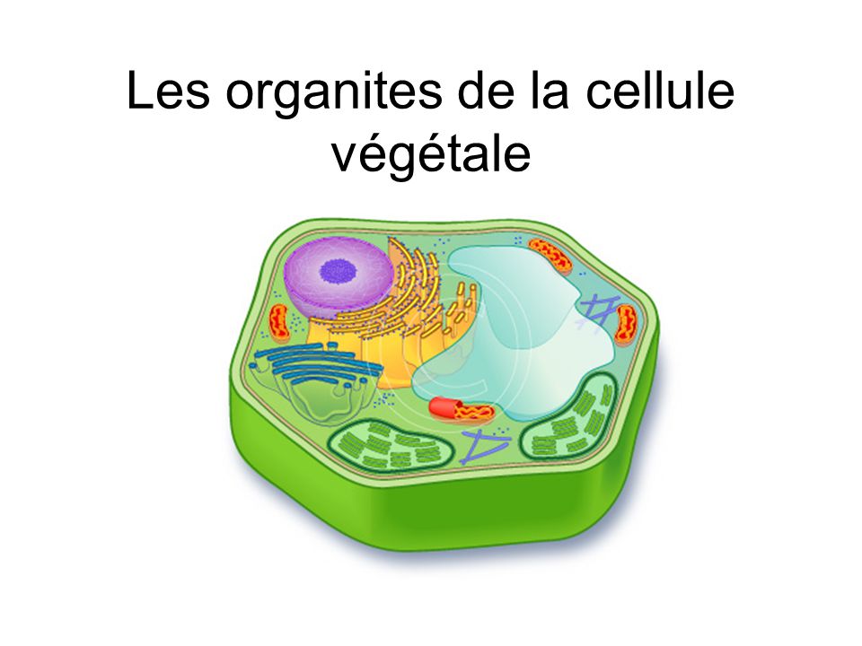 Les organites de la cellule végétale