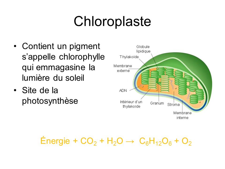 Chloroplaste Contient un pigment s’appelle chlorophylle qui emmagasine la lumière du soleil. Site de la photosynthèse.