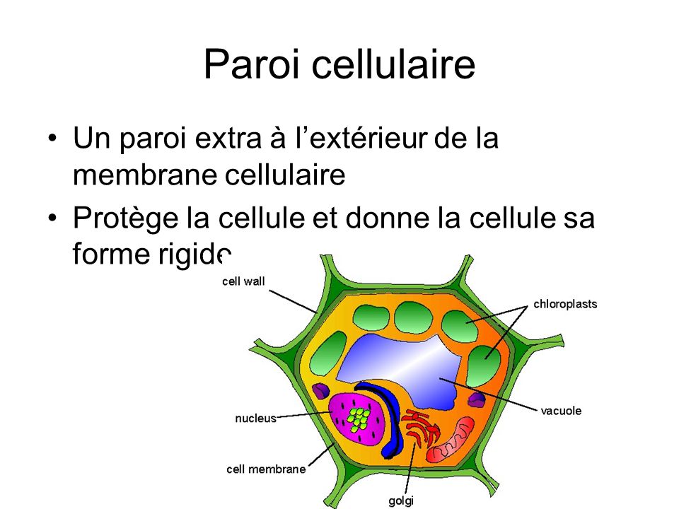 Paroi cellulaire Un paroi extra à l’extérieur de la membrane cellulaire.