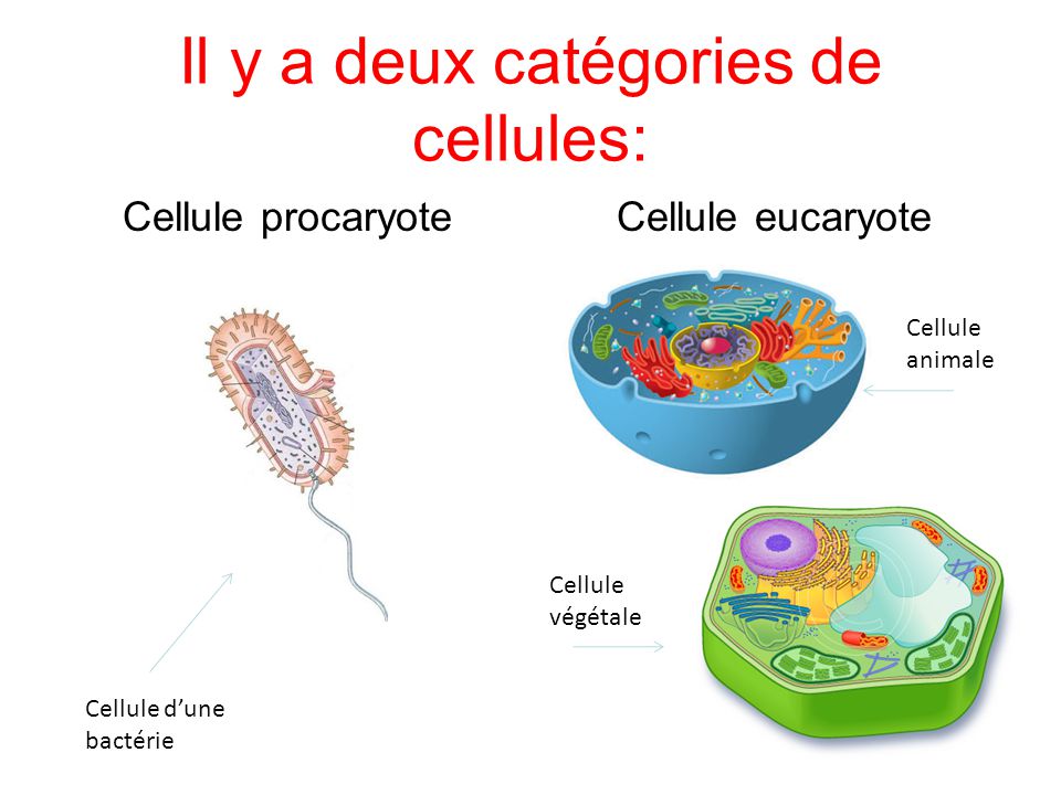 Il y a deux catégories de cellules: