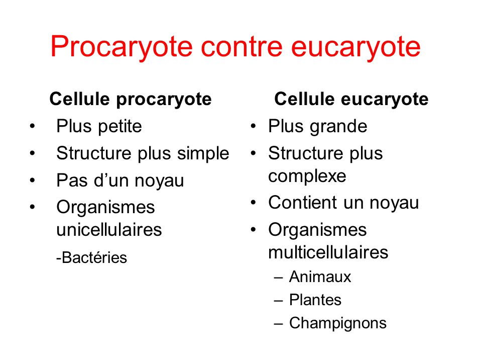 Procaryote contre eucaryote