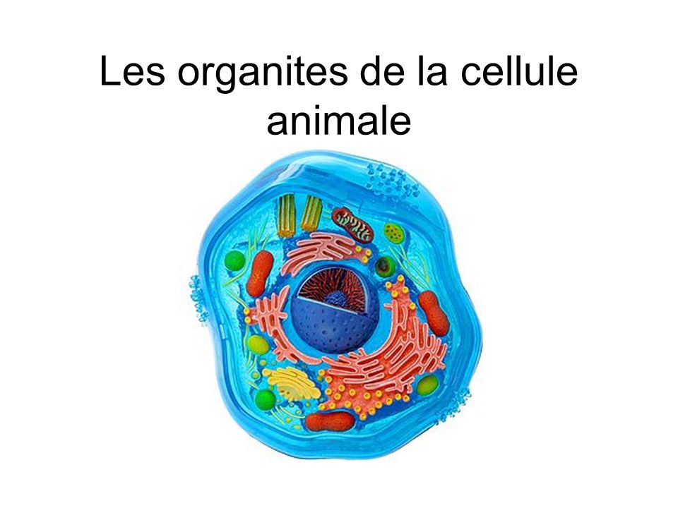 Les organites de la cellule animale