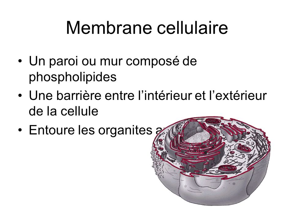 Membrane cellulaire Un paroi ou mur composé de phospholipides