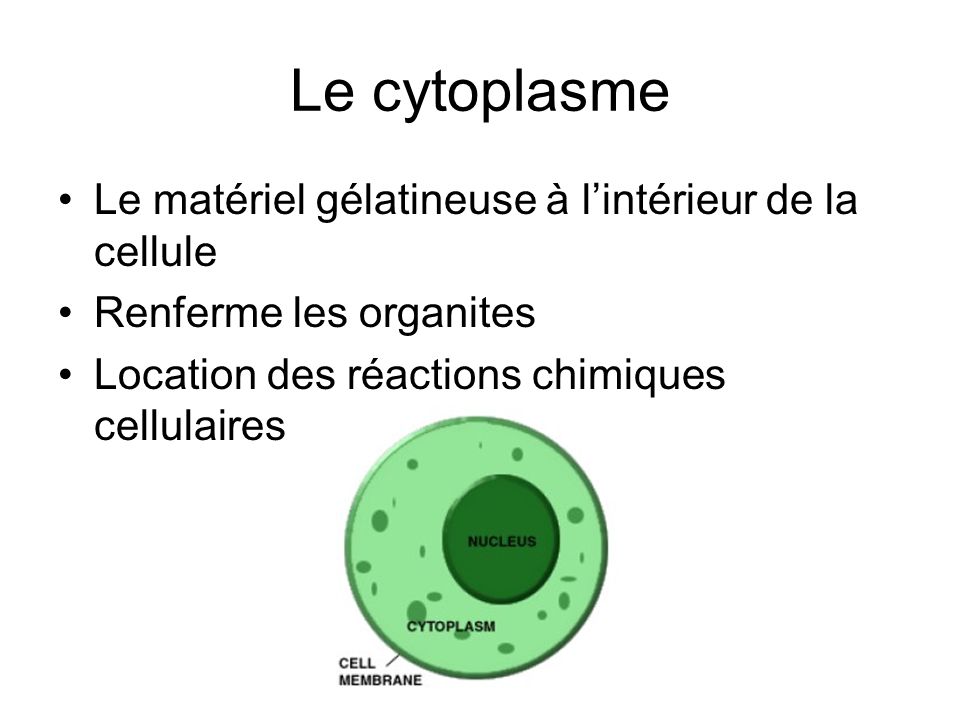 Le cytoplasme Le matériel gélatineuse à l’intérieur de la cellule