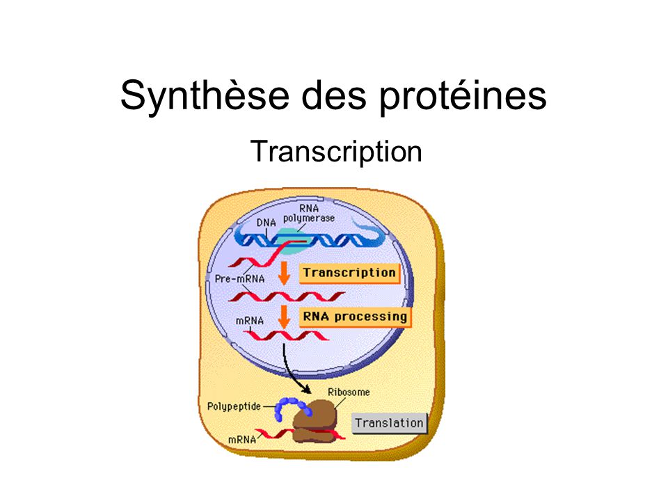Synthèse des protéines