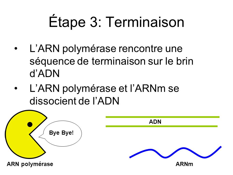 Étape 3: Terminaison L’ARN polymérase rencontre une séquence de terminaison sur le brin d’ADN. L’ARN polymérase et l’ARNm se dissocient de l’ADN.