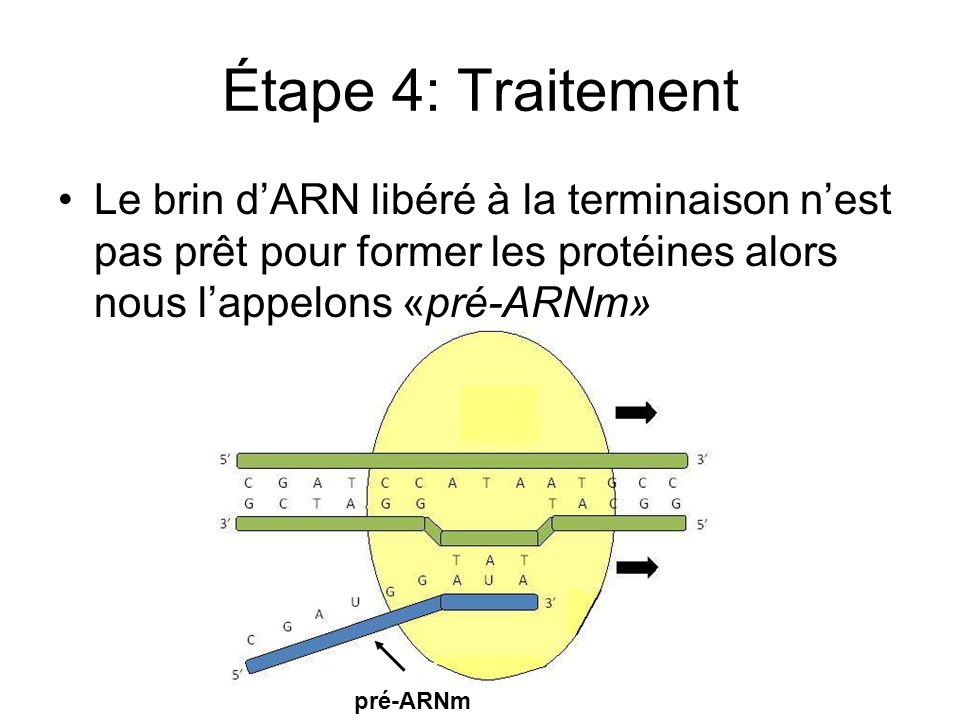 Étape 4: Traitement Le brin d’ARN libéré à la terminaison n’est pas prêt pour former les protéines alors nous l’appelons «pré-ARNm»
