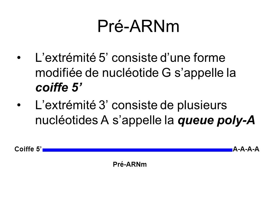 Pré-ARNm L’extrémité 5’ consiste d’une forme modifiée de nucléotide G s’appelle la coiffe 5’