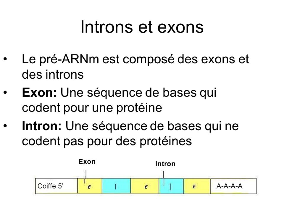 Introns et exons Le pré-ARNm est composé des exons et des introns