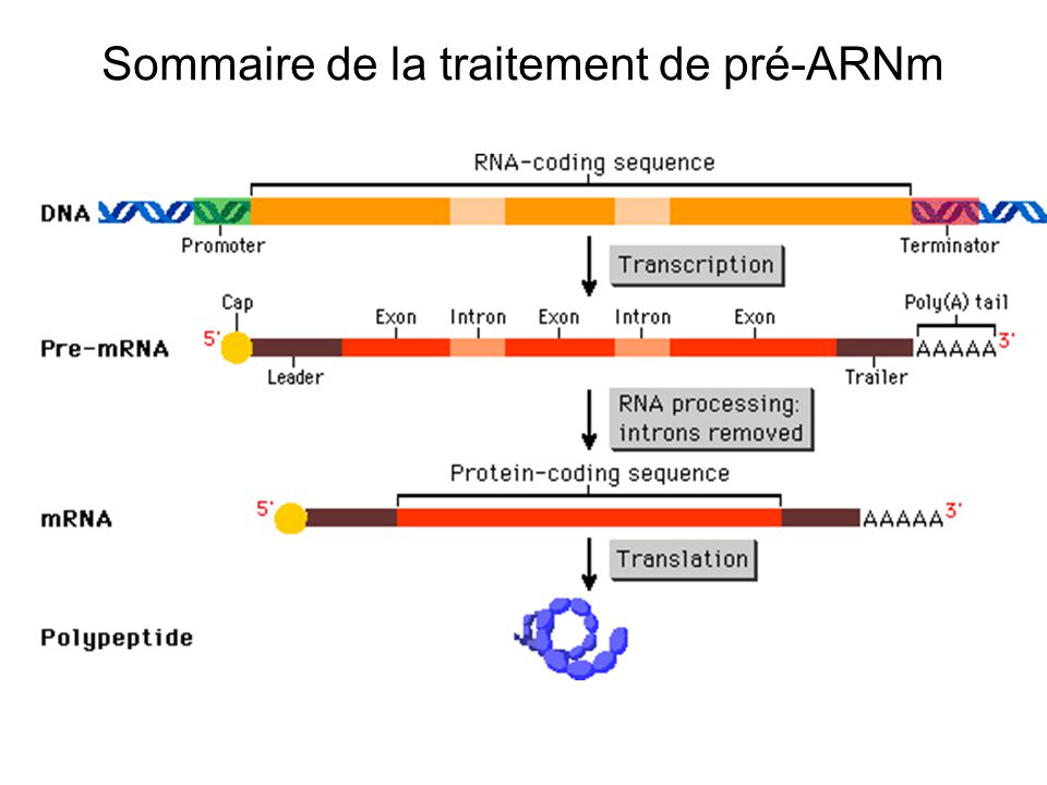 Sommaire de la traitement de pré-ARNm