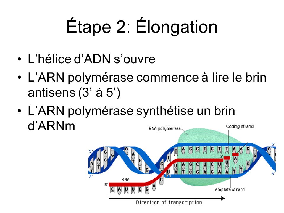 Étape 2: Élongation L’hélice d’ADN s’ouvre