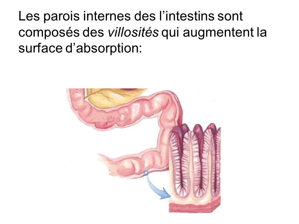 Les parois internes des l’intestins sont composés des villosités qui augmentent la surface d’absorption: