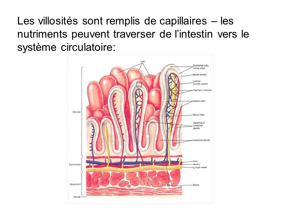 Les villosités sont remplis de capillaires – les nutriments peuvent traverser de l’intestin vers le système circulatoire: