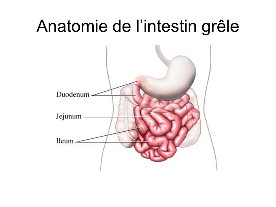 Anatomie de l’intestin grêle