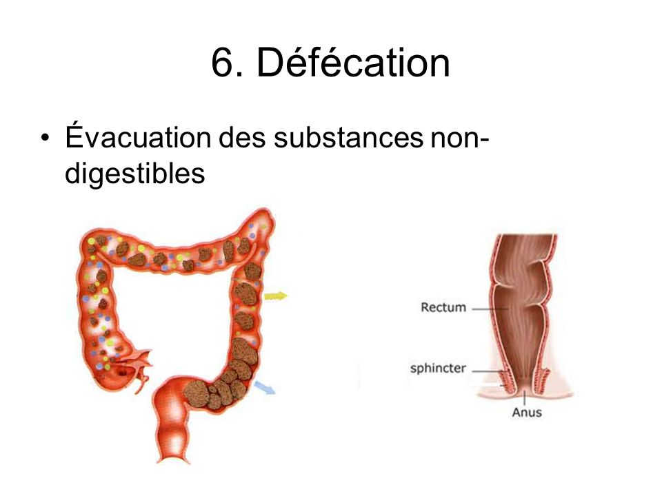 6. Défécation Évacuation des substances non-digestibles