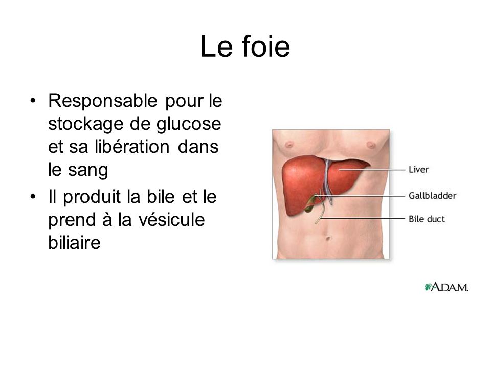 Le foie Responsable pour le stockage de glucose et sa libération dans le sang.