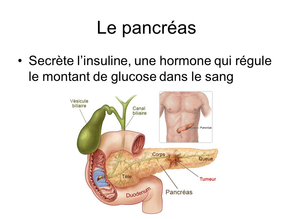 Le pancréas Secrète l’insuline, une hormone qui régule le montant de glucose dans le sang
