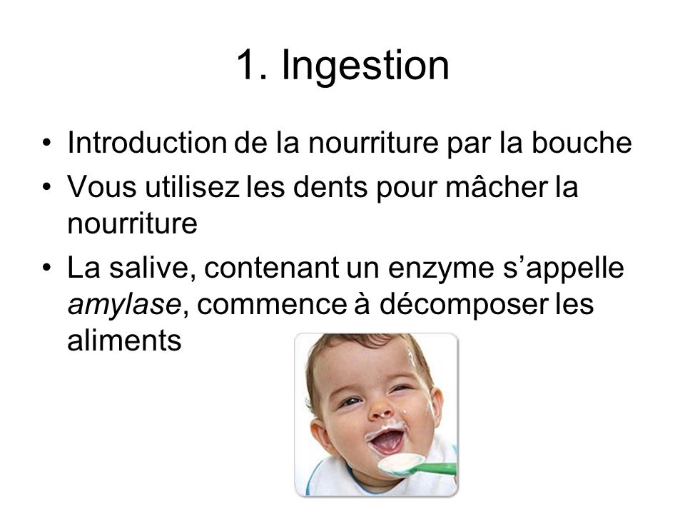 1. Ingestion Introduction de la nourriture par la bouche