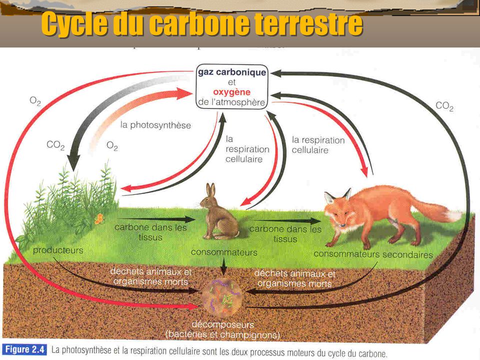 Cycle du carbone terrestre