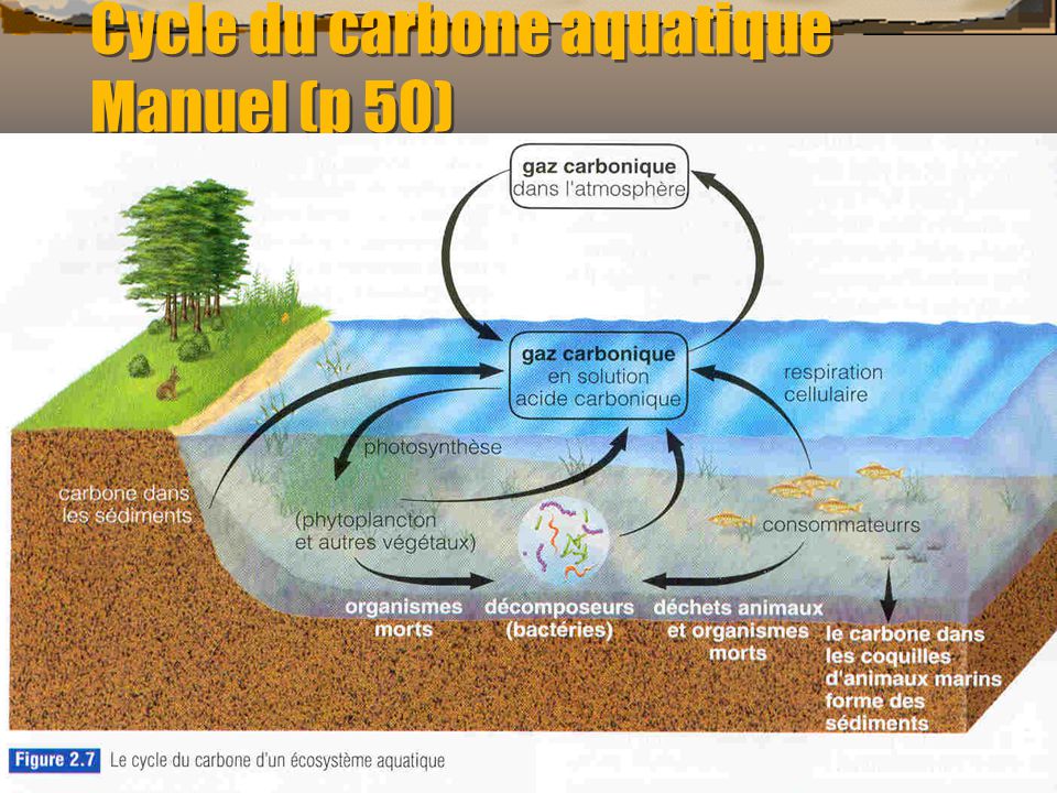 Cycle du carbone aquatique Manuel (p 50)
