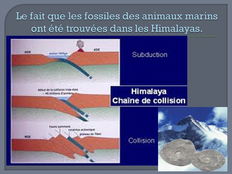 Le fait que les fossiles des animaux marins ont été trouvées dans les Himalayas.
