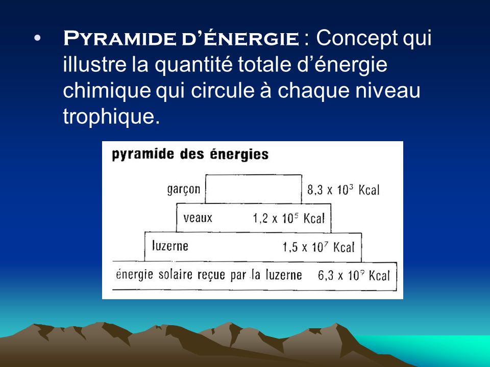 Pyramide d’énergie : Concept qui illustre la quantité totale d’énergie chimique qui circule à chaque niveau trophique.