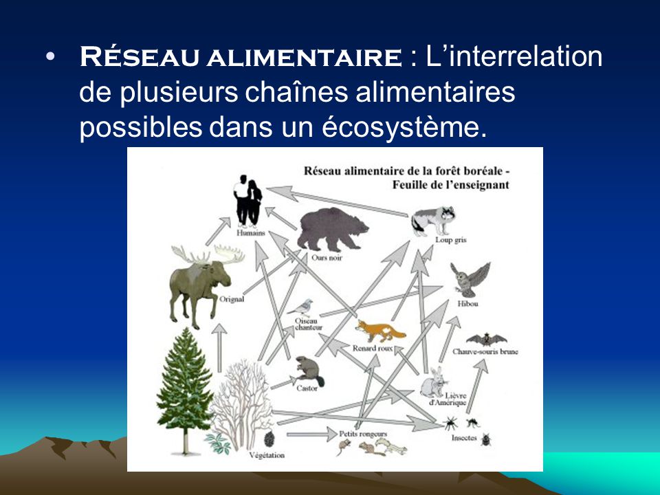 Réseau alimentaire : L’interrelation de plusieurs chaînes alimentaires possibles dans un écosystème.