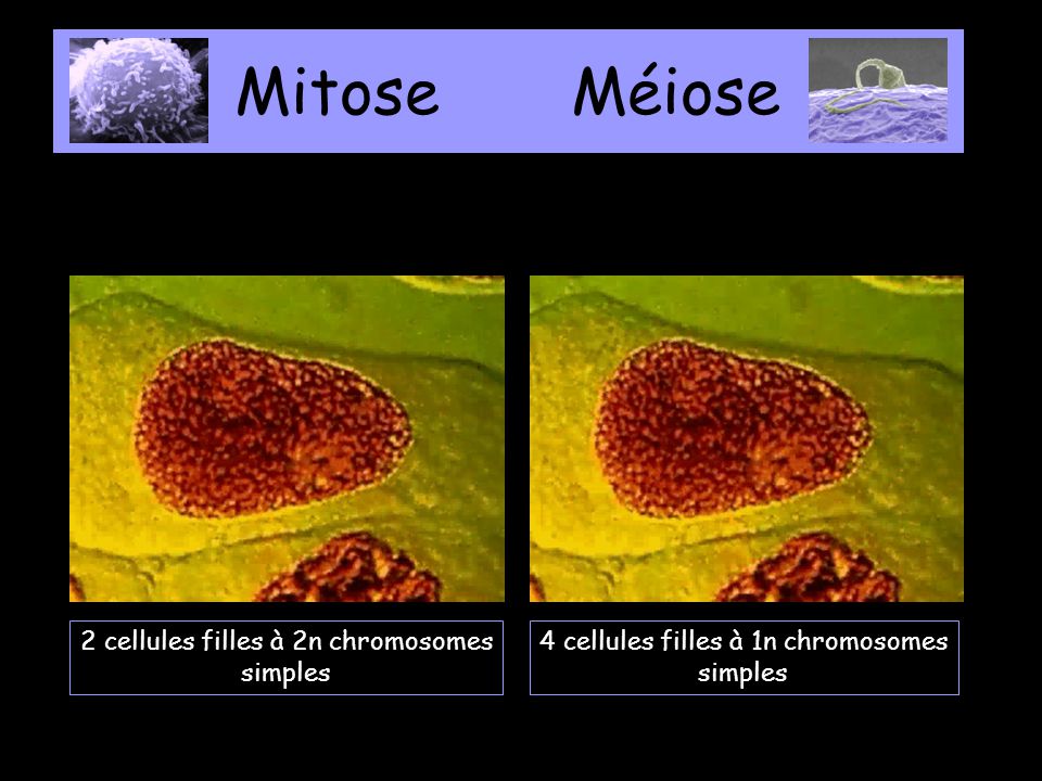 Mitose Méiose 2 cellules filles à 2n chromosomes simples